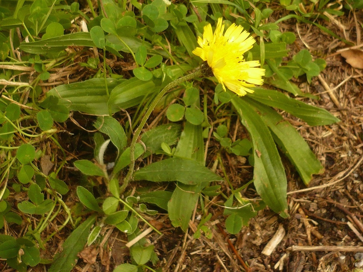 Pilosella billyana (Asteraceae)